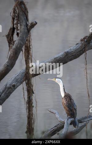 Encadré par les branches d'un arbre mort au-dessus des eaux de la rivière Darling, un Cormoran pied est perché tôt le matin vérifiant ses surroudings. Banque D'Images