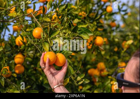 main de femme choisissant et ramasser des fruits d'orange frais de l'arbre dans le verger 2 Banque D'Images