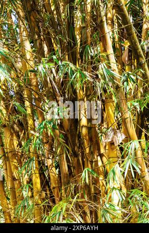 Image fascinante d'une forêt dense de bambous baignée de lumière chaude du soleil. Les tiges de bambou dorées Banque D'Images