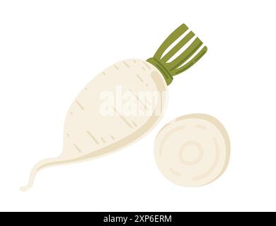 Daikon blanc frais savoureux avec dessus vert. Radis nourriture biologique, culture agricole. Légumes racines entiers et tranchés. Illustration vectorielle isolée sur blanc Illustration de Vecteur