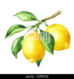 Branche de citron avec des fruits et des feuilles. Aquarelle illustration dessinée à la main, isolé sur fond blanc Banque D'Images