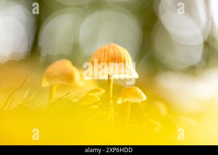 Gros plan de champignons sauvages non identifiés poussent sur le sol forestier au printemps. Chaîne de montagnes de l'Himalaya. Banque D'Images