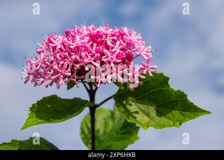 Tête de fleur Clerodendrum Bungei. Un arbuste suceur avec des fleurs roses au milieu de l'été. Banque D'Images