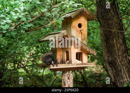 L'écureuil japonais (Sciurus lis) ou l'écureuil des arbres mangeant des graines dans la mangeoire en bois dans la forêt Banque D'Images