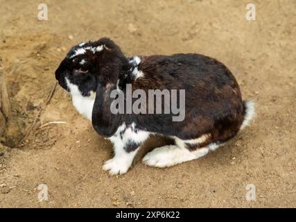 Le lapin français Lop noir et blanc gros plan Banque D'Images