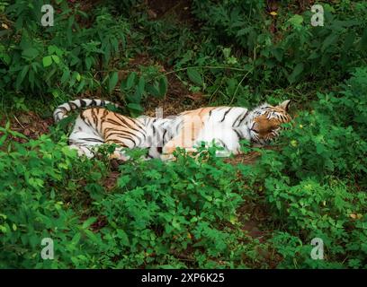 Le tigre de Sibérie ou tigre de l'amour jouissant et couchant dans l'herbe, reposant dans l'extrême-Orient russe, Primorsky kray Banque D'Images