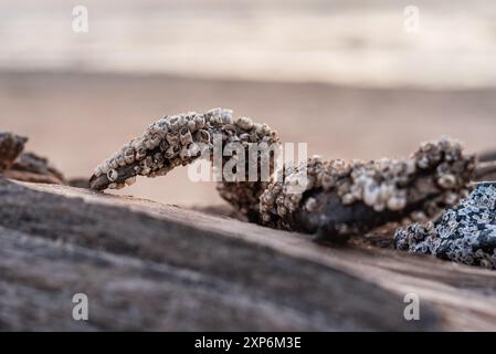 Bernacle de baie (Amphibalanus improvisus) sur un morceau de bois sur un rivage de Baltis Banque D'Images