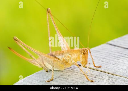 Cricket sur une table, macro photographie Banque D'Images