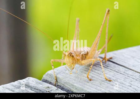 Cricket sur une table, macro photographie Banque D'Images