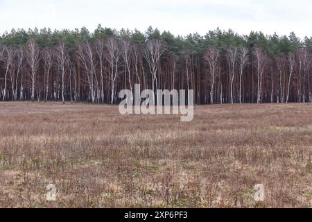 Au début du printemps, découvrez la limite des arbres à travers un champ aride près de Berlin, en Allemagne. Banque D'Images