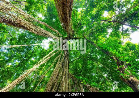 Arbres verts dans la forêt tropicale humide Banque D'Images