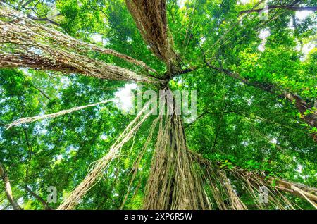 Arbres verts dans la forêt tropicale humide Banque D'Images