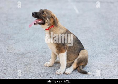 Chiot mouton brun assis à l'extérieur. Chien de race mixte Banque D'Images