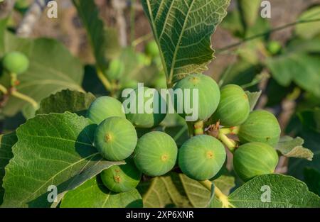 Figues vertes sur un arbre dans la nature Banque D'Images