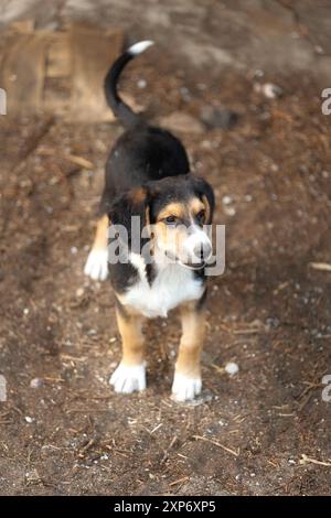 Chiot de couleur marron blanc et rouge debout à l'extérieur. Chien de race mixte Banque D'Images