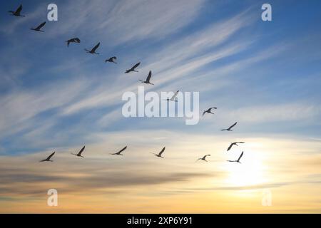 Coin de grues, grues migrantes volant en formation en V, vers le sud et le soleil en automne. Banque D'Images