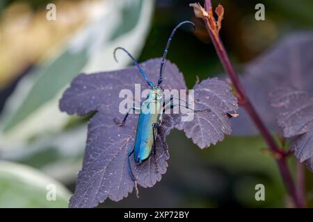 Musc vert coléoptère longhorn, latin Aromia moschata, se trouve sur la feuille d'un buisson de diable violet Banque D'Images