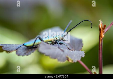 Musc vert coléoptère longhorn, latin Aromia moschata, se trouve sur la feuille d'un buisson de diable violet Banque D'Images