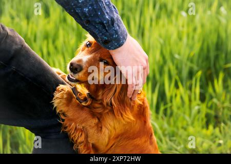 Homme interagissant avec l'épagneul, jeu d'animaux de compagnie en plein air, épagneul orange profitant de la journée. Chien heureux et moment propriétaire, épagneul caressant à la main Banque D'Images