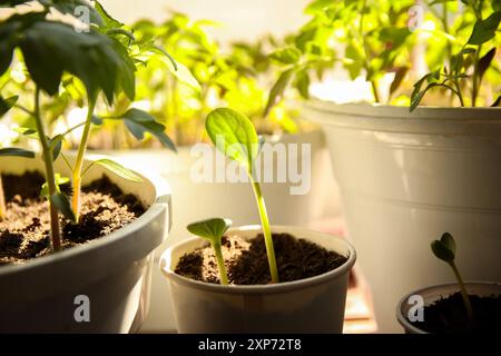 Semis de plants de concombre et de tomates sur un rebord de fenêtre ensoleillé. Petites plantes poussant dans des gobelets en papier sur le rebord de la fenêtre. croissance de plantes en intérieur Banque D'Images