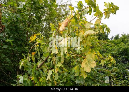 Dommages causés par les écureuils gris [sciurs carolinesis] sur l'écorce des sycomores au Royaume-Uni, entraînant la perte de feuilles avant l'automne. Banque D'Images