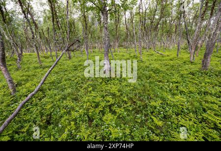 Forêt de bouleaux boréaux alpins Banque D'Images