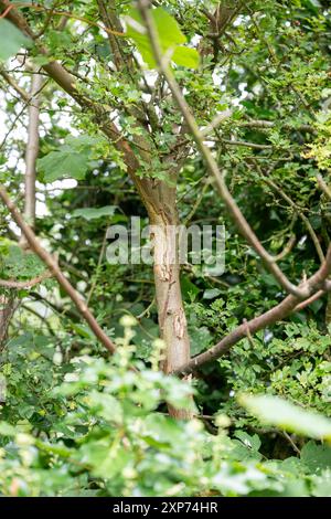 Dommages causés par les écureuils gris [sciurs carolinesis] sur l'écorce des sycomores au Royaume-Uni, entraînant la perte de feuilles avant l'automne. Banque D'Images