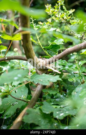 Dommages causés par les écureuils gris [sciurs carolinesis] sur l'écorce des sycomores au Royaume-Uni, entraînant la perte de feuilles avant l'automne. Banque D'Images