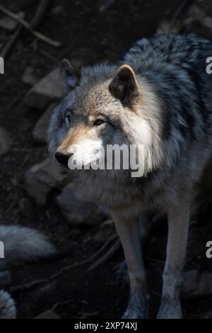 Le loup gris solitaire avec un éclairage dramatique cherche des proies dans les forêts du Québec, Canada. Vertical. Banque D'Images