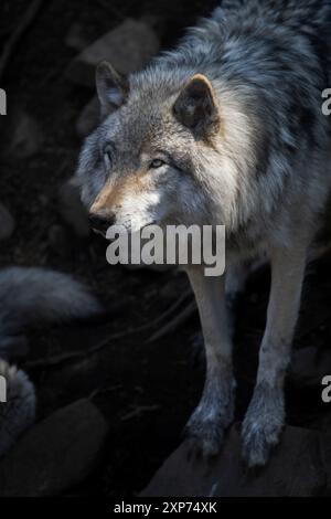 Le loup gris solitaire avec un éclairage dramatique cherche des proies dans les forêts du Québec, Canada. Vertical. Banque D'Images