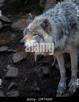 Le loup gris solitaire avec un éclairage dramatique cherche des proies dans les forêts du Québec, Canada. Vertical. Banque D'Images