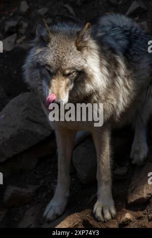 Le loup gris solitaire au soleil chaud lèche son museau. Banque D'Images