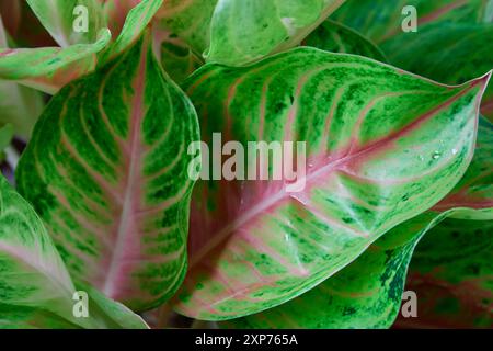 Feuille de caladium verte et rose dans le jardin Banque D'Images