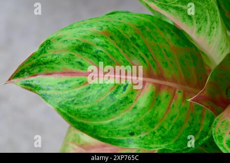 Feuille de caladium verte et rose dans le jardin Banque D'Images