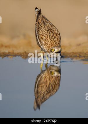 Genou épais eurasien reflété à un trou d'eau dans le désert Banque D'Images