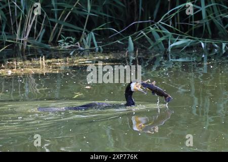 Kormoran jagt einen Fisch im Plattensee à Ungarn Banque D'Images