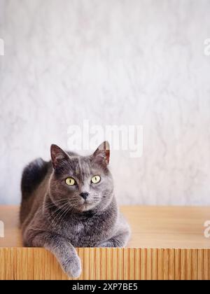 chat gris assis sur un placard en bois Banque D'Images
