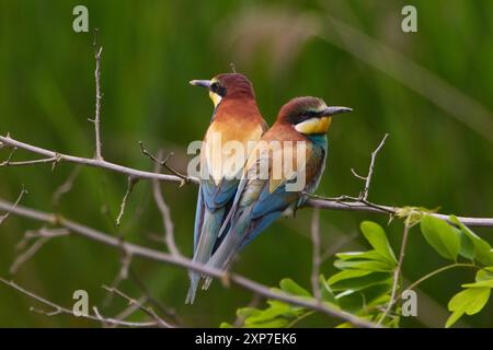 Bienenfresser, Merops apiaster, Guêpier d'Europe Banque D'Images