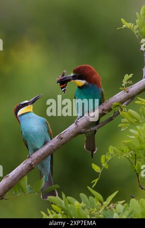 Bienenfresser, Merops apiaster, Guêpier d'Europe Banque D'Images