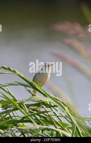 Schilfrohrsänger, Acrocephalus schoenobaenus, paruline Banque D'Images