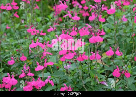 Salvia microphylla «Cerro Potosí» rose vif, également connue sous le nom de sauge bébé, en fleur. Banque D'Images