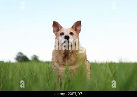 Un chien brun clair est assis dans l'herbe haute. C'est l'heure d'été Banque D'Images