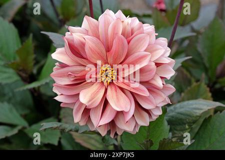 Dahlia décoratif rose foncé «Night silence» en fleur. Banque D'Images