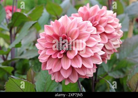 Dahlia décoratif rose foncé «Night silence» en fleur. Banque D'Images