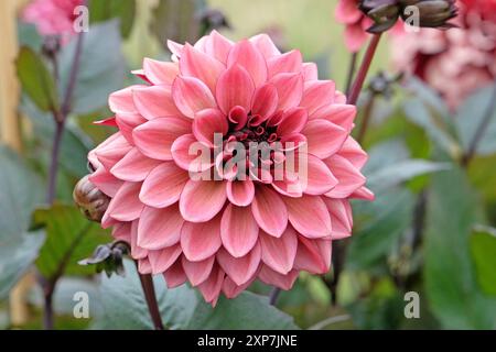 Dahlia décoratif rose foncé «Night silence» en fleur. Banque D'Images