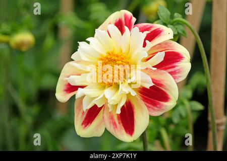 Collarette rouge et jaune Dahlia «Ashpire Fancy» en fleur. Banque D'Images