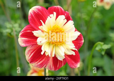 Collarette rouge et jaune Dahlia «Ashpire Fancy» en fleur. Banque D'Images