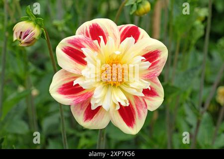 Collarette rouge et jaune Dahlia «Ashpire Fancy» en fleur. Banque D'Images