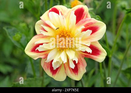Collarette rouge et jaune Dahlia «Ashpire Fancy» en fleur. Banque D'Images