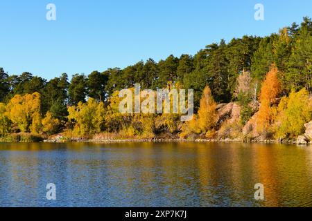 Bouleaux jaune vif et pins verts sur la rive d'un lac forestier en automne Banque D'Images